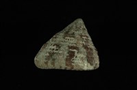 藏品(綠臍鐘螺)的圖片